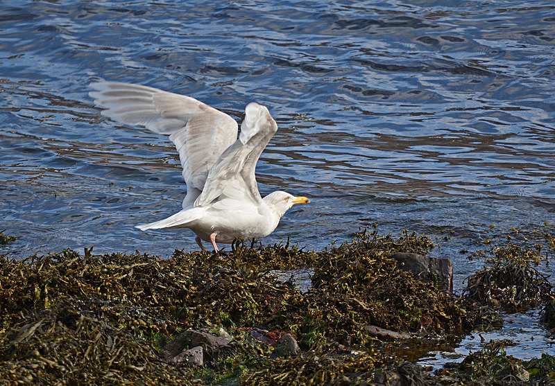 Glaucous Gull - Westfjords