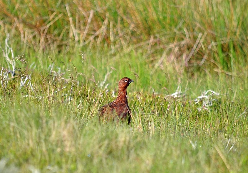 Red Grouse - Game birds