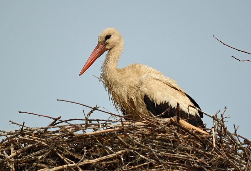 White Stork - Romania