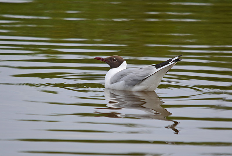 Black-headed Gull - Gulls