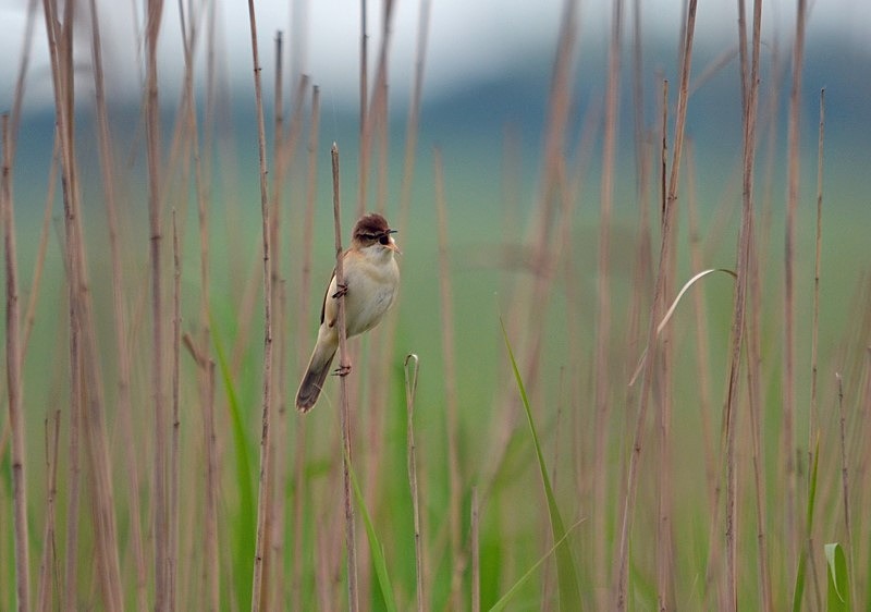 Paddyfield Warbler - Bulgaria