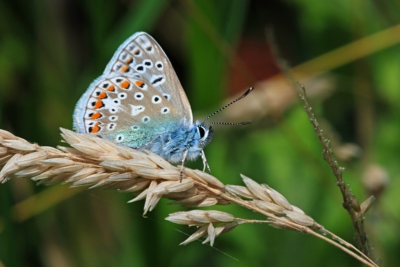 Common Blue - Butterflies