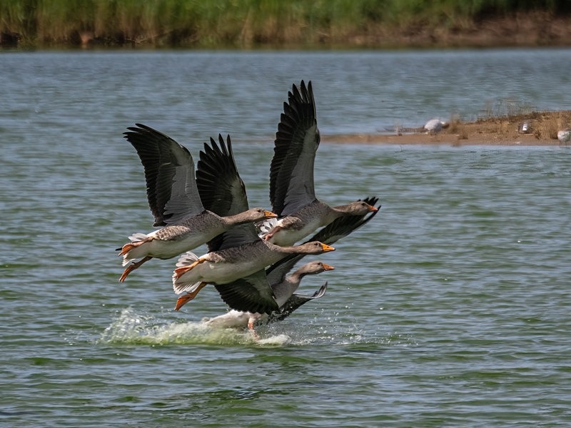 Greylag Geese - Grey geese