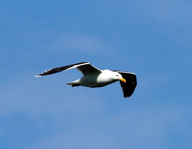 Great Black-backed Gull - Gulls