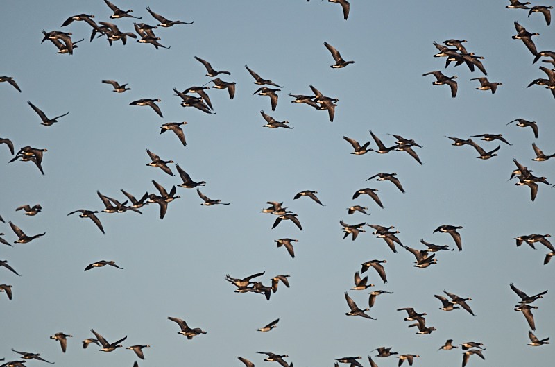 Barnacle Geese - Black geese