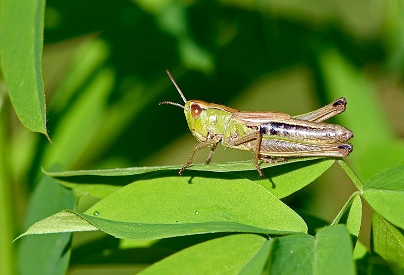Meadow Grasshopper - Insects, beetles, spiders, etc.