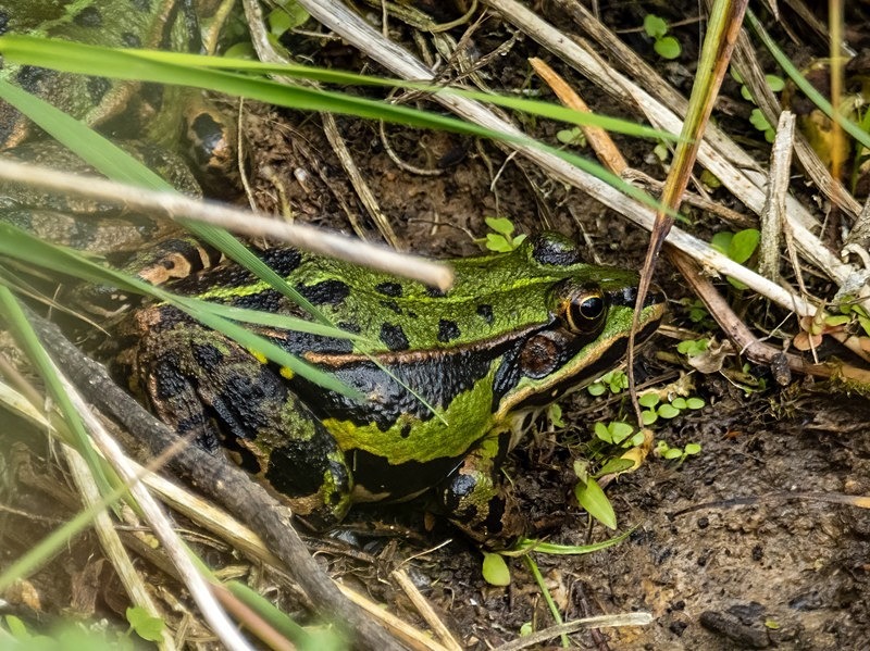Edible Frog - Frogs and toads