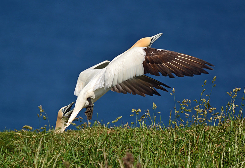 Gannets - Gannets