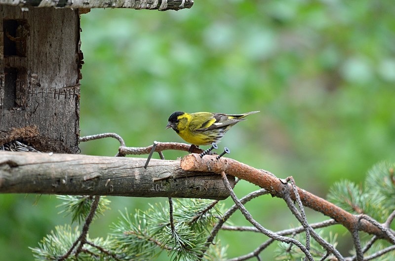 Siskin - North Finland - part 1