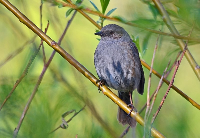 Dunnock - Dunnocks