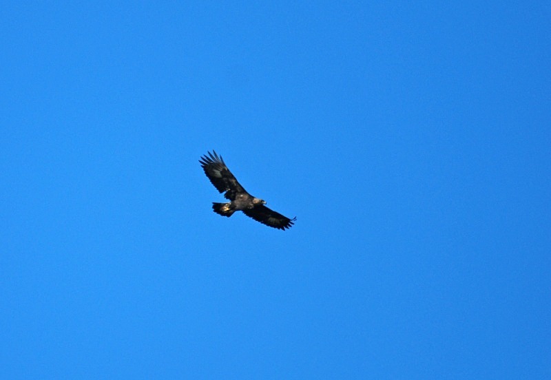 Golden Eagle - Birds of prey