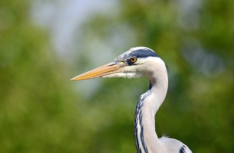 Grey Heron - Herons and egrets
