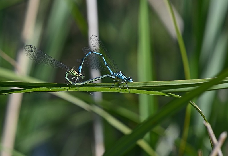 Common Blue Damselflies - Dragonflies and damselflies