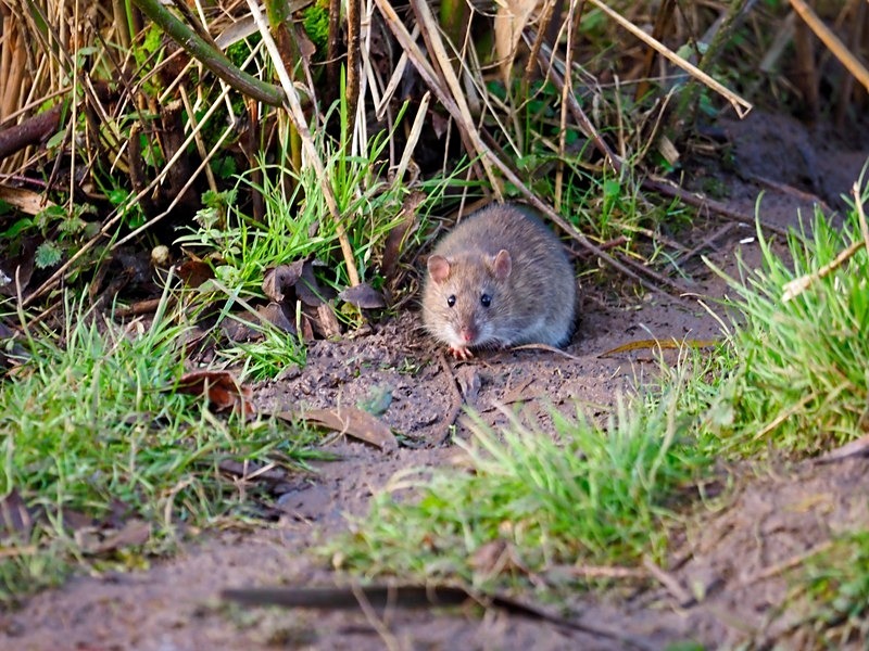 Brown Rat - Other mammals