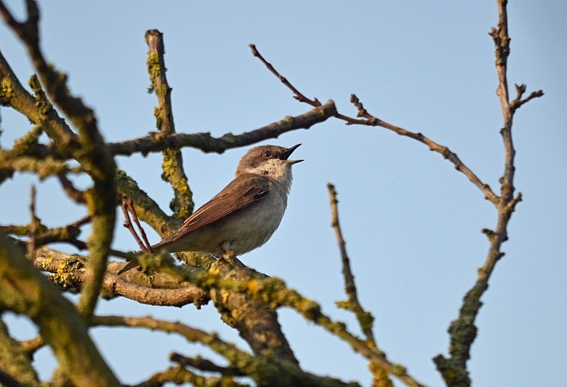 Lesser Whitethroat - Warblers
