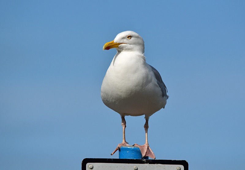 Herring Gull - Gulls