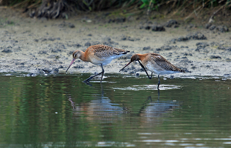 Black-tailed Godwits - Sandpipers