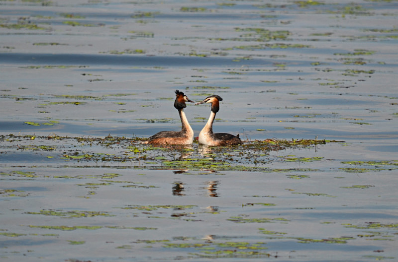 Great Crested Grebes - Central Macedonia