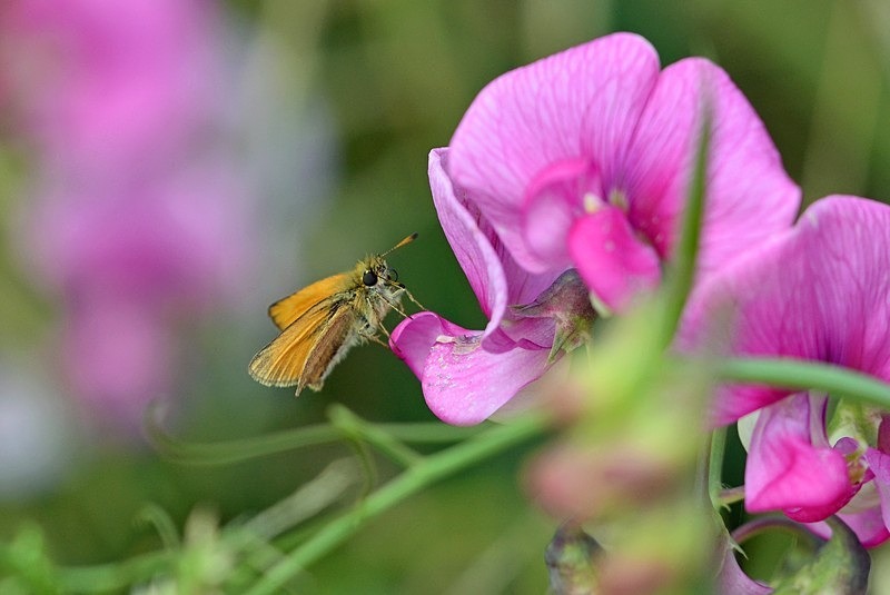 Small Skipper - Butterflies