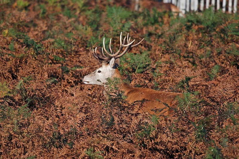Red Deer - Red Deer
