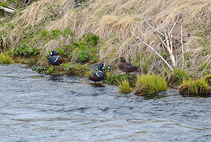 Harlequin Ducks - North east Iceland