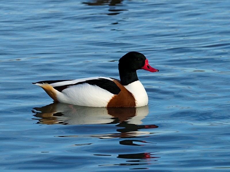 Shelduck - Shelducks
