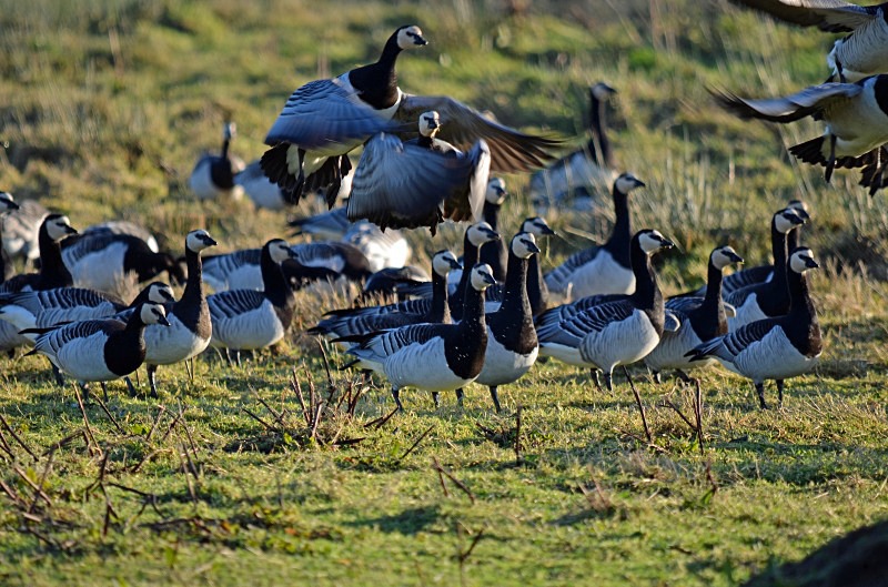 Barnacle Geese - Black geese