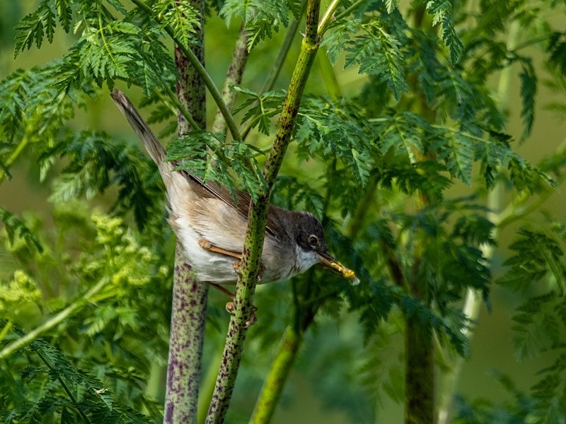 Common Whitethroat - Warblers