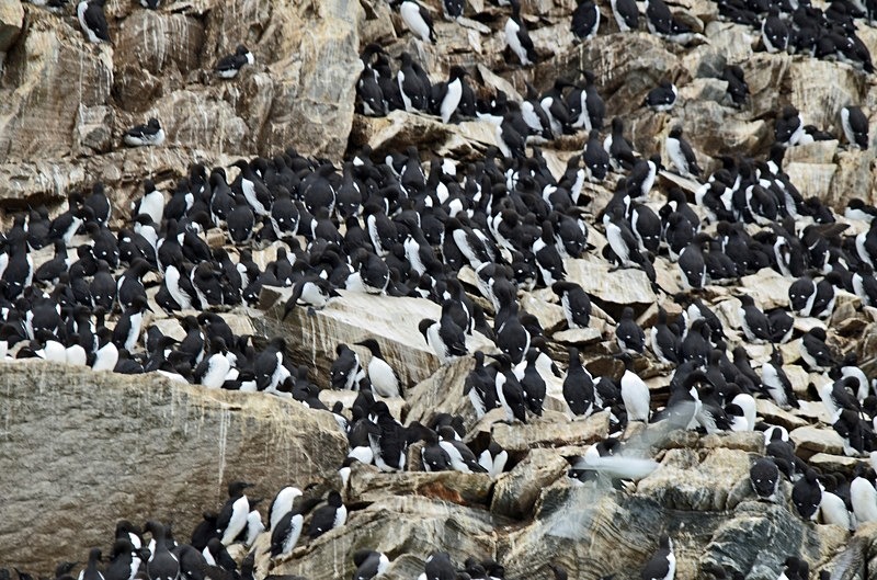 Common Guillemots - North Norway