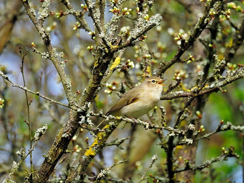 Chiffchaff - Warblers