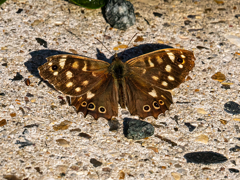Speckled Wood - Latest photos
