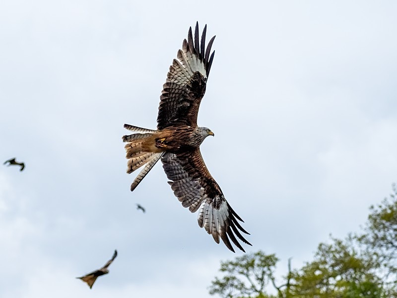 Red Kites - Birds of prey