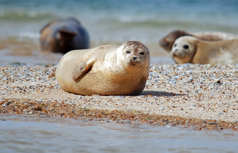 Common Seals - Common Seals