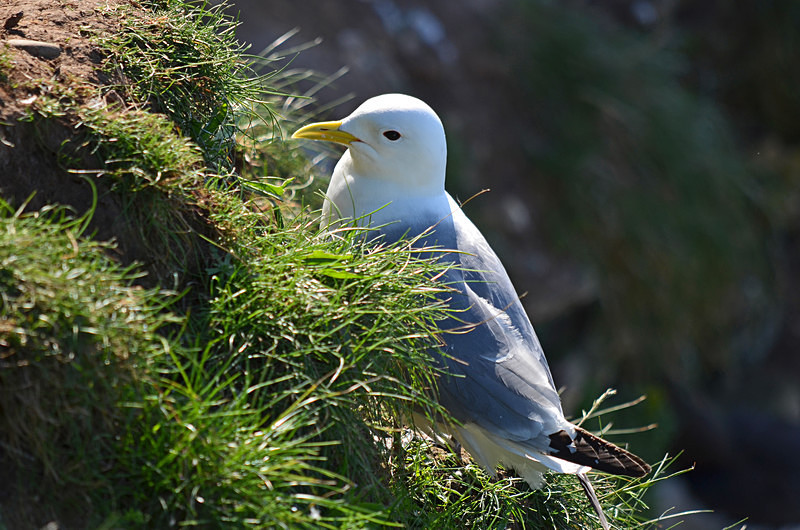 Kittiwake - Gulls