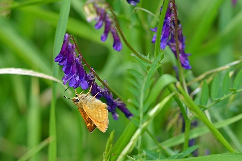 Large Skipper - Butterflies