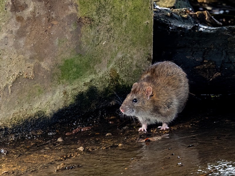 Brown Rat - Other mammals