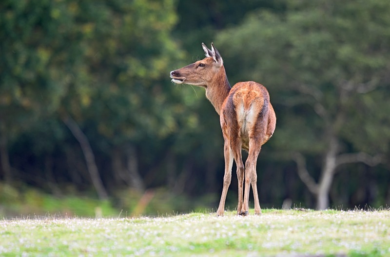Red Deer - Red Deer