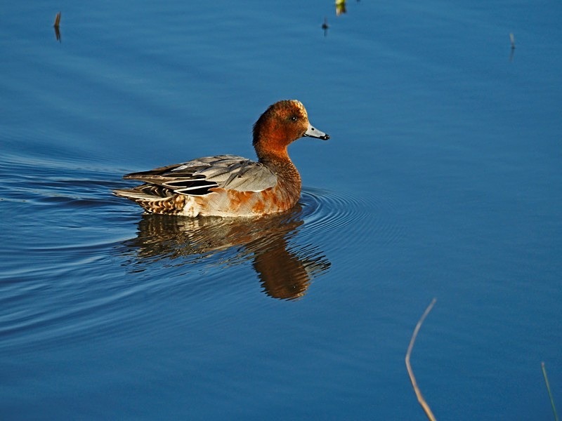 Wigeon - Dabbling ducks