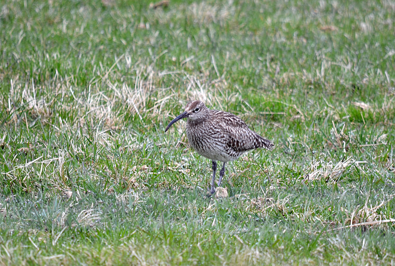 Whimbrel - North east Iceland