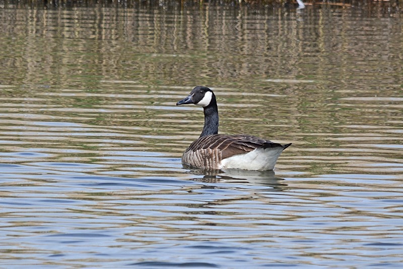 Canada Goose - Black geese