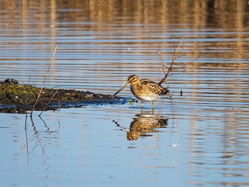 Common Snipe - Snipes and woodcocks