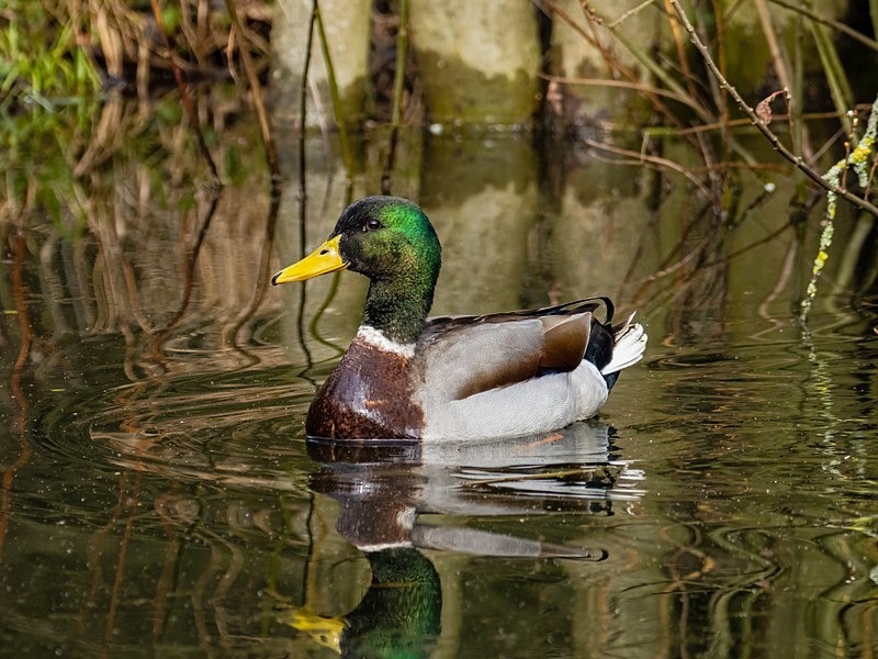 Mallard - Dabbling ducks