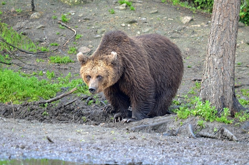 Brown Bear - North Finland - part 2