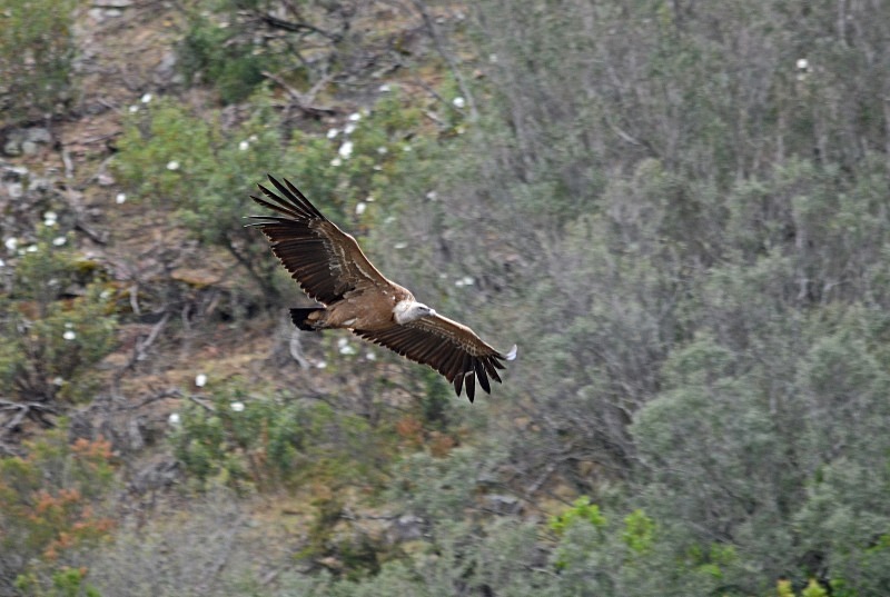 Griffon Vulture - South and west Spain - April and May 2012