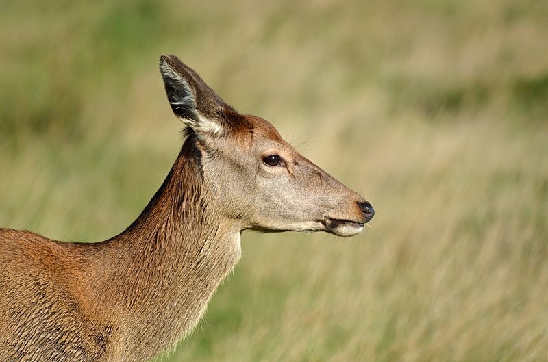 Red Deer - Red Deer