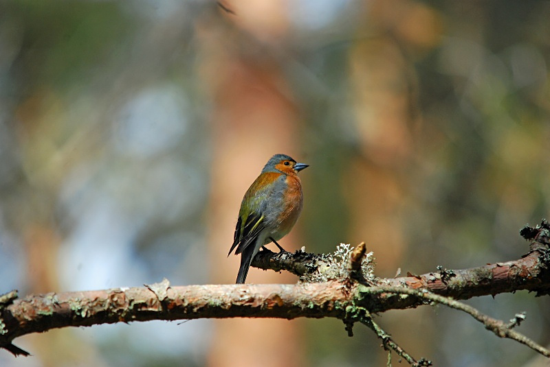 Chaffinch - Finches