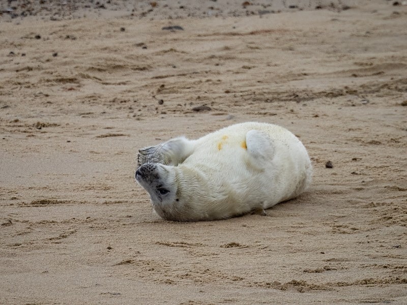 Atlantic Grey Seal - Atlantic Grey Seals