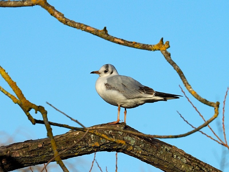 Black-headed Gull - Gulls