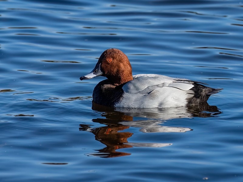 Common Pochard - Diving ducks