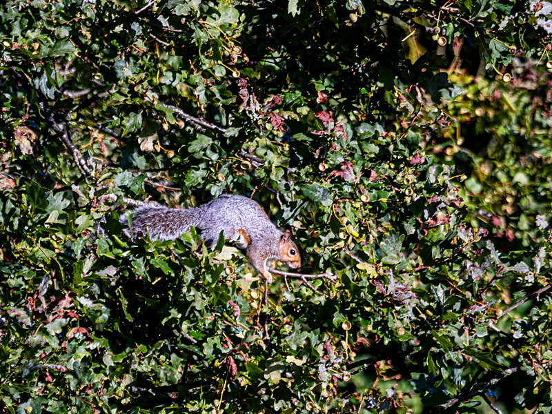 Grey Squirrel - Latest photos